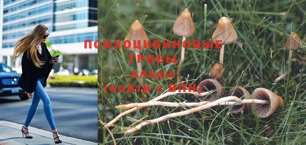 гашик Алексин